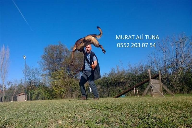 Antalya Kopek Ciftligi Vip Sektor