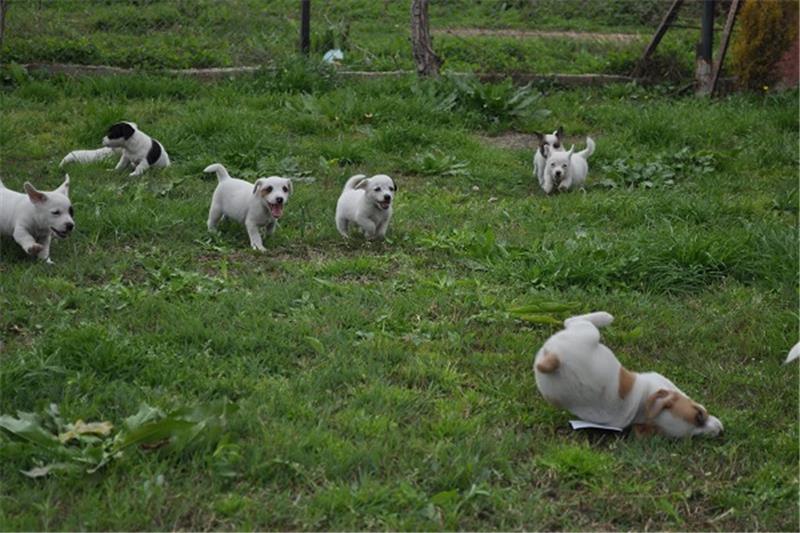 antalya köpek çiftliği